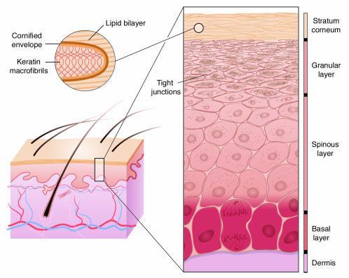 3 Teoretická část 3.1 Kožní bariéra Kůže je zevní orgán lidského těla, který pokrývá povrch organismu a vytváří tak bariéru mezi organismem a vnějším prostředím.