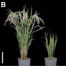 Identifikace BR-insensitivních mutantů 14 Mutovaná populace rostlin 0 BL Vysoká konc.
