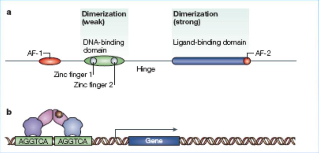 34 Unikátní struktura jaderného receptoru Jaderné receptory vývojově velice staré Ligand-binding doména (LBD) méně konzervovaná C-terminální DNA-binding doména (DBD) vysoce konzervovaná AF-1, AF-2