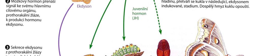 juvelním hormonem JH při procesu svlékání Málo