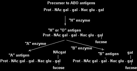 antigen H-enzym A