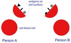 Krevní skupiny - přehled antigeny erytrocyty osoba