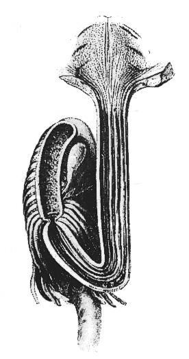 Trávicí trubice pstruha obecného Hltan střevo Žlučový váček Vyústění ductus choledochus