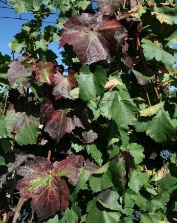 Fytoplazmové žloutnutí a červenání listů révy (Potato stolbur phytoplasma) Aktuální vývoj choroby: Fytoplazmové žloutnutí a červenání listů révy se vyskytuje již po více let v celé vinařské oblasti