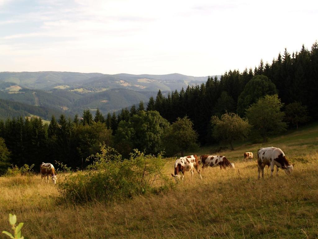 Na Janíčkově Benešce.