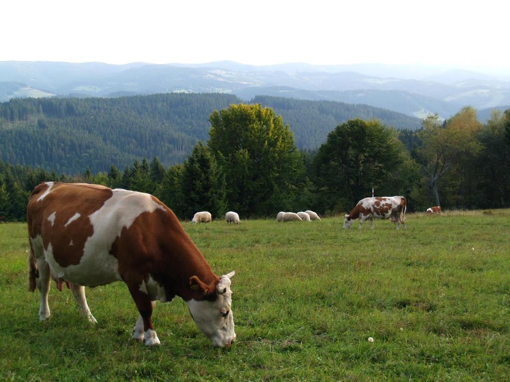 V pozadí lesnatý vrch