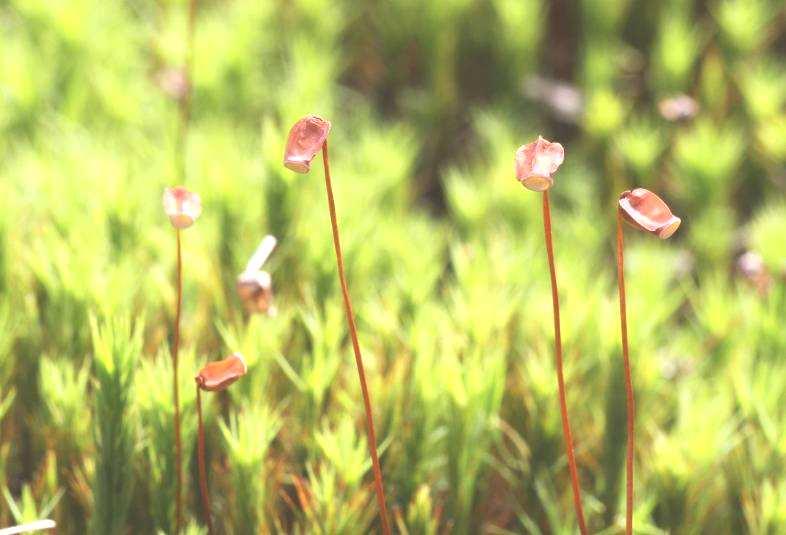 Polytrichum commune tobolka hranatá,