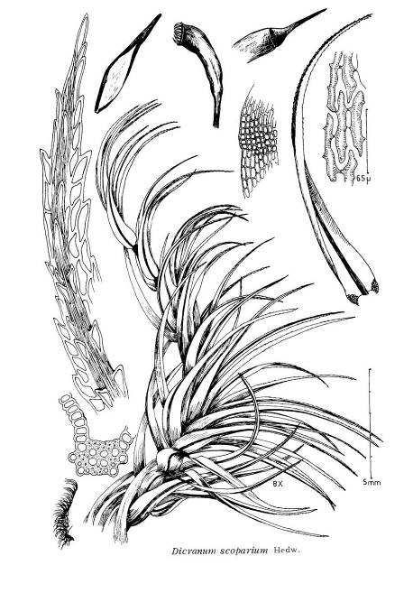 Dicranum scoparium srpovitě zahnutý lístek, žebro na hřbet.