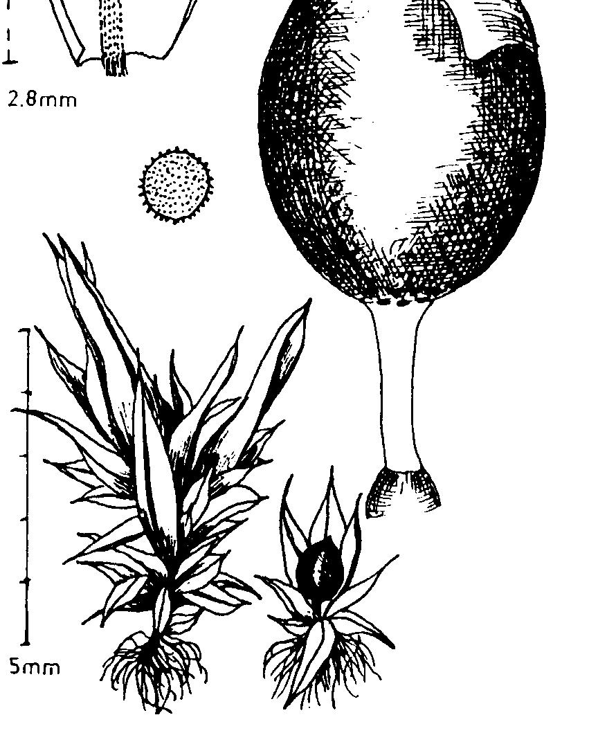 Tortula acaulon (Phascum cuspidatum) tobolka zanořená mezi lístky, volné