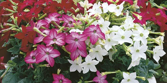 CATHARANTHUS