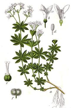 kyselinu erukovou (lipidy v srdci) Svízel vonný (Galium