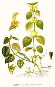 expozice z více zdrojů Pitulník žlutý (Lamium galeobdolon)