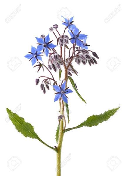 Brutnák lékařský (Borago officinalis) genotoxické a