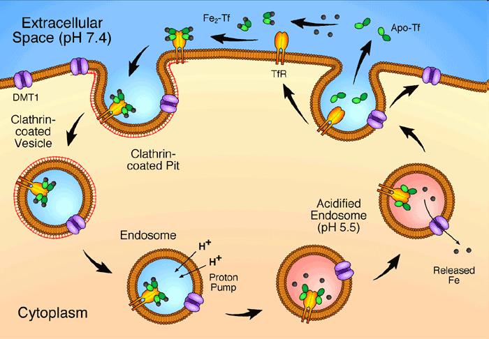 Transferin (Tf) Receptory pro Tf na povrchu buněk. Vazba Tf na receptor endocytóza, internalizace do endozomu. Okyselení endozomu a uvolnění Fe z Tf.