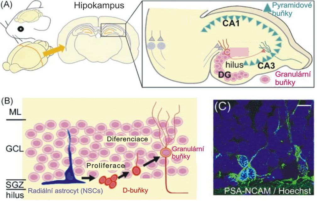 Obr. 1 Neurogeneze v hipokampu dospělého potkana (Kaneko and Sawamoto 2009) (A) Axon kaţdé granulární buňky (růţově) zasahuje do CA3 oblasti, kde tvoří synapse s pyramidálními buňkami (tyrkysově).