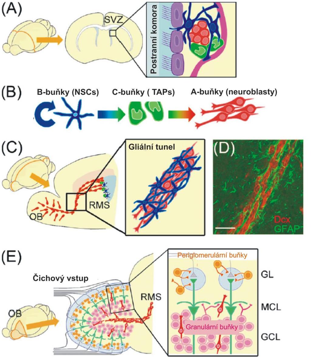 Obr. 2 Neurogeneze v dospělé SVZ (Kaneko and Sawamoto 2009) (A) SVZ je lokalizována v postranní komoře předního mozku.