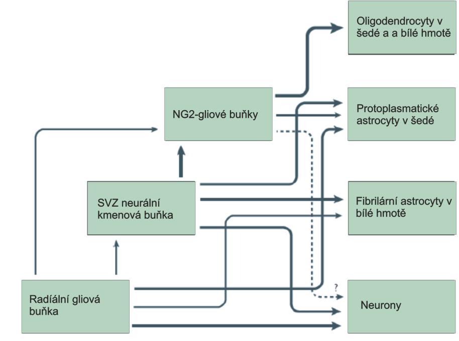 Je stále předmětem studií, zda jsou NG2-glie multipotentní a vznikají z nich i neurony. Pro jejich multipotentní charakteristiky jsou minimálně dvě studie.