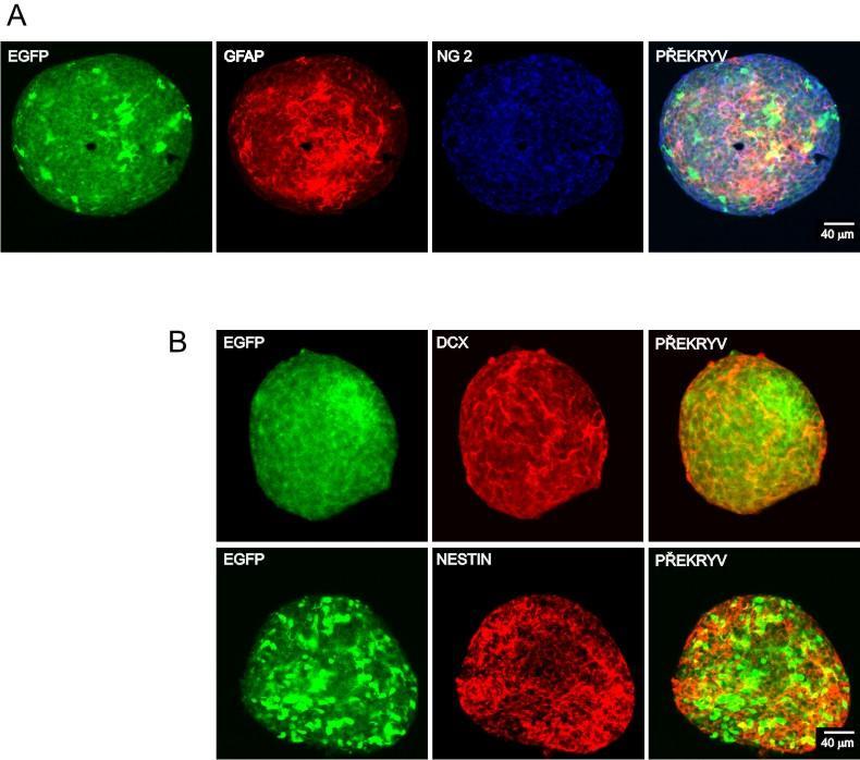 Obr. 23 Imunocytochemická charakterizace neurosfér kultivovaných ze SVZ (A) Dvojité barvení neurosféry na GFAP (červeně) a NG2 (modře). Překryvný obrázek ukazuje, ţe se barvení nepřekrývá.