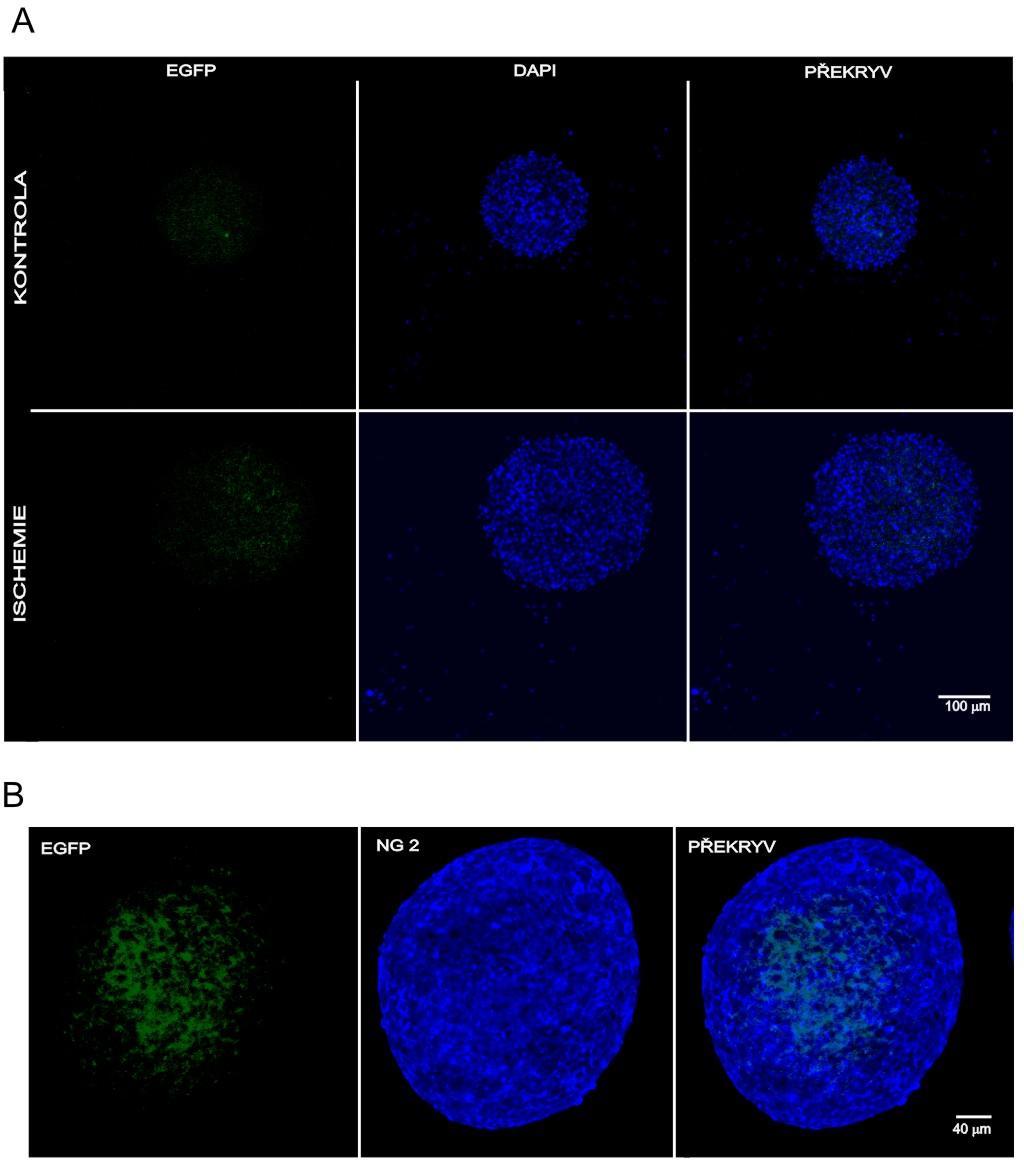 V porovnání se SVZ se v mozkové kůře nepoškozené myši i v oblasti reaktivní gliózy po MCAO nachází menší mnoţství buněk, které jsou schopny proliferovat v neurosféry v in vitro podmínkách.