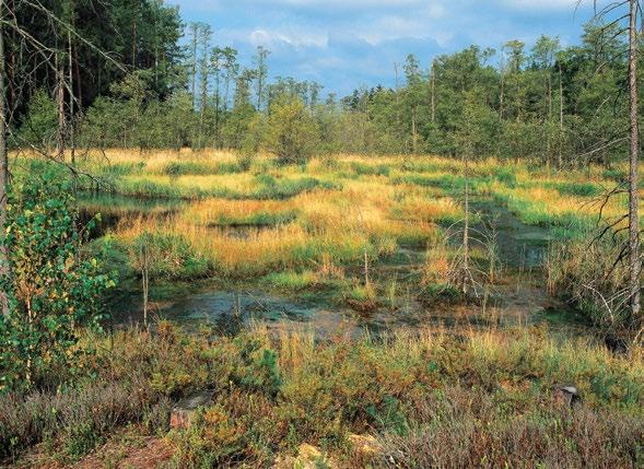 Přístup: od parkoviště u penzionu Červené blato vede k začátku naučné stezky zelená turistická trasa.