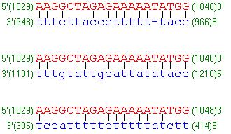 Jedinečnost primerů na matricové DNA nemají falešná
