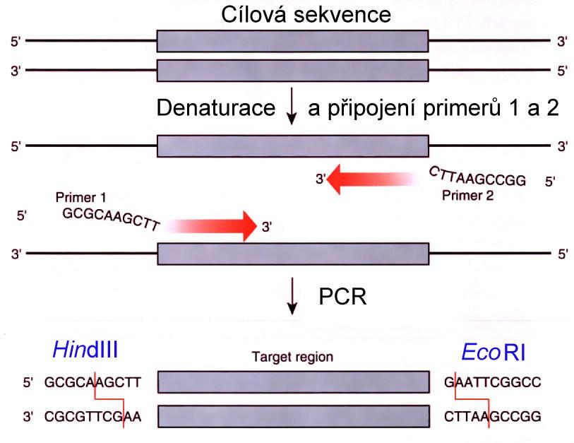 Modifikace konců DNA, Připojení sekvencí prostřednictvím 5 -konců primerů