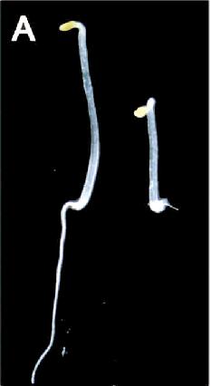 Triple response of etiolated seedlings with ethylene