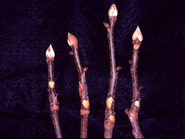 Dormant buds of a hickory.