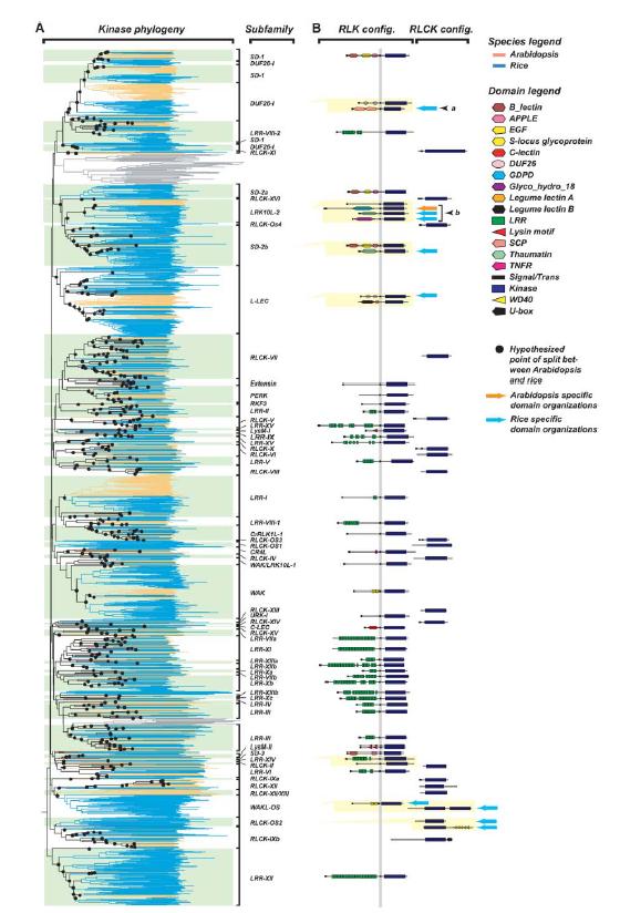 Arabidopsis má více než 600 RLKs