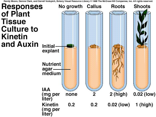 auxin