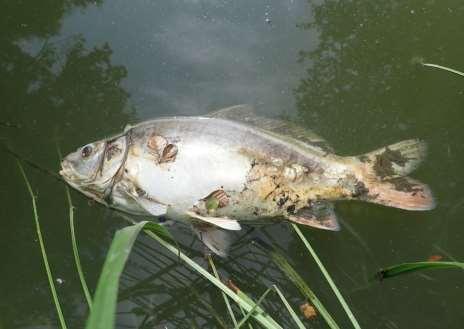 hydrobiologie) Poškození žaberního aparátu přítomných ryb toxická nekróza