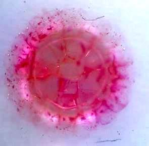 Jerneja Pavlin: Experiments with hydrogels Figure 1. Time dependence of mass of 10 hydrogel pearls. Figure 2. Hydrogel pearl during the growth under the USB microscope.