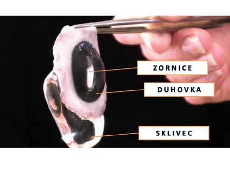 id=1x5l95inqvb-dnwnazxrrx5sdhnkrocbh Zajímavosti k jednotlivým částem Oko není čiré je to tím, že mrtvé oko již není vyživované a vlhčené, rohovka se zakalí. Svaly všimněte si svalů.