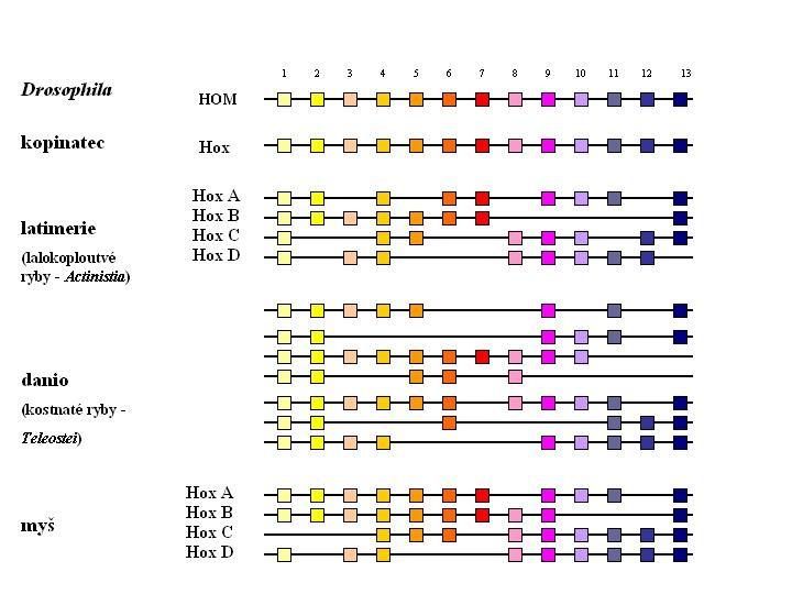 Základní evoluční novinka CHORDATA Vývoj obratlovčího typu končetiny, kdy klíčovými homeoboxovými geny při formování končetinového pupenu jsou Hox geny z