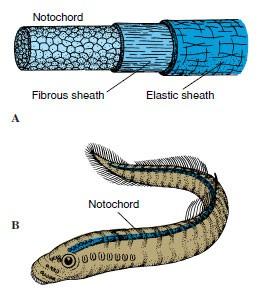 Notochord =chorda dorsalis =struna hřbetní Biomechanická,