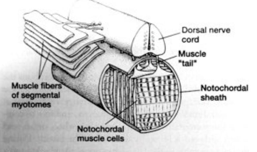 notochord (NT) - chorda dorsalis struna hřbetní pláštěnci, kopinatci, obratlovci stejné umístění i základní stavba indukce neurulace terčovité