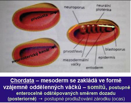 Metamerizace výchozí plán morfogeneze strunatců Chordata mesoderm ve formě oddělených