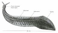 let) - Bürgesské břidlice v Britské Kolumbii (Kanada) Cathaymyrus diadexus - jako kopinatec - 2,2 cm, pohyb při mořském dně, příbuznost s kopinatci - spodní kambrium
