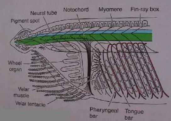 předústní dutina, velum, vířivý orgán uvnitř nervové trubice Hessovy