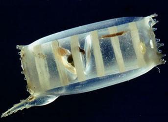 Larva podobná larvě sumky, pelagická obě stádia (i dospělec) Soudečkovité tělo s velkými otvory (orální o.