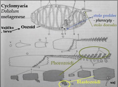 1) Na stolo prolifer (provazec na pučení blízko trávicí trubice) pučení noví jedinci (blastozoidi) 2) Phorocyty (přenašeči) přicestovávají k stolu polifer 3) Phorocyty naloží blastozoidy - cestují na