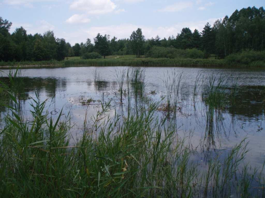 Obrázek č.11: Rybník Jáma 4.9.26 3.5 TŮNĚ V OKOLÍ VŘESOVIŠTĚ Tyto tůně jsou velmi malé rozlohy (vodní plocha jen několik m2). Nacházejí se ve výmolech na cestách při okrajích vřesoviště.