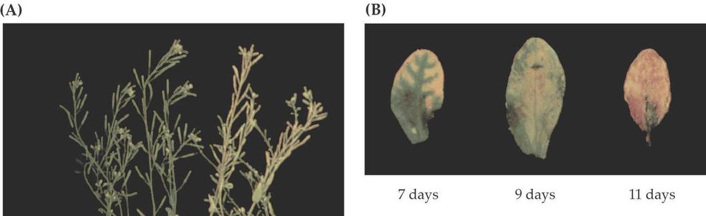 14 Senescence (stárnutí) příklad PCD regulované vnějšími faktory Senescence