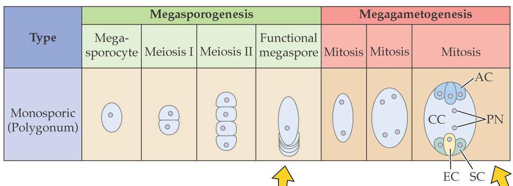 9 Vývoj samičího gametofytu (megaspory) z nezralého vajíčka se vyvíjí embryonální zárodečný vak.