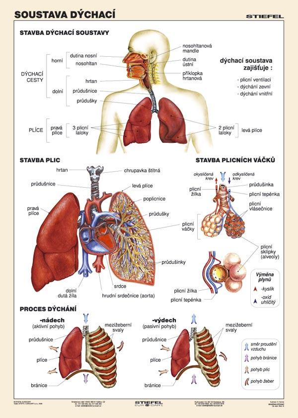 Příloha G obrázek dýchací soustava Zdroj: