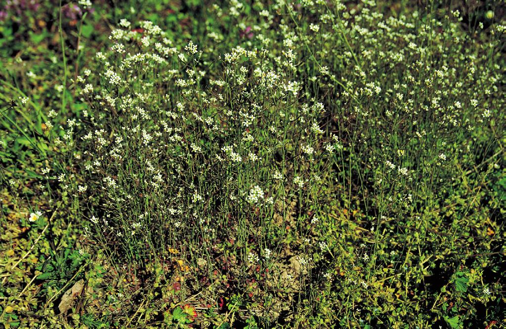 Scleranthion annui tečně narušena. Pokud proběhla sklizeň plodiny následovaná mělkou podmítkou v časném létě, může se společenstvo vyvinout ještě jednou po deštivých obdobích na podzim.