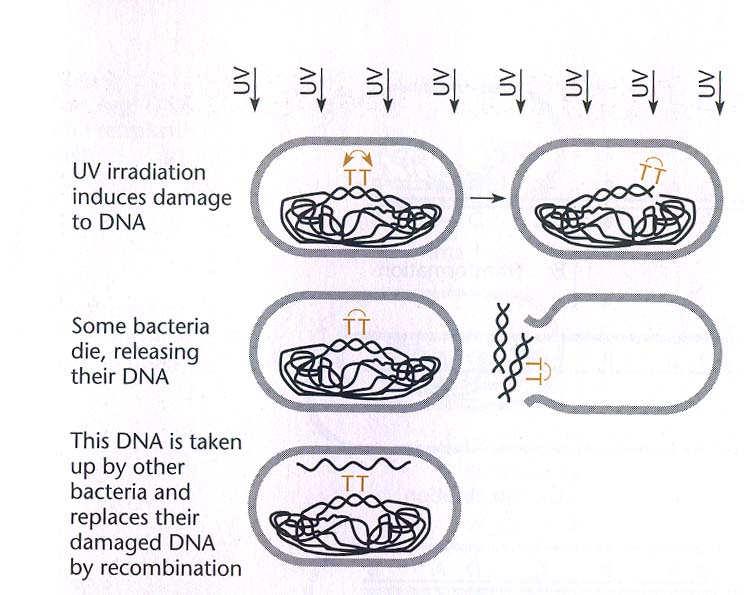 3. DNA reparace Vstupující homologická DNA je použita pro rekombinační reparaci lézí na DNA přítomných na chromozomu recipienta.