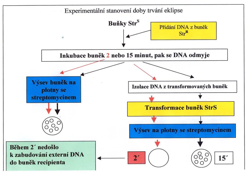 1. 2. Fáze eklipse = doba, kdy nelze DNA z