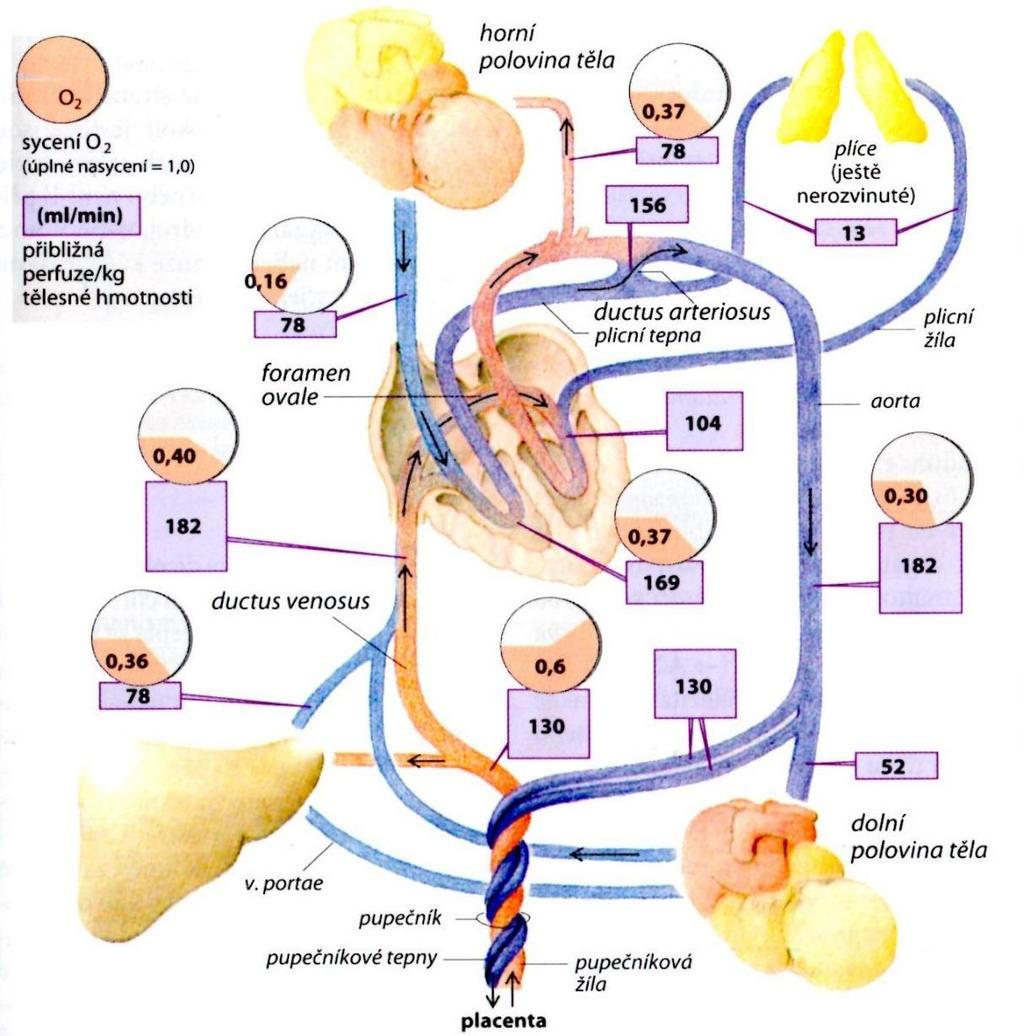 Obrázek 1 Schéma fetální cirkulace a saturace krve kyslíkem v příslušném místě cirkulace Tabulka 1 Obvyklé hodnoty krevního tlaku (v torrech) a srdeční frekvence (za minutu) u dětí Věk systola