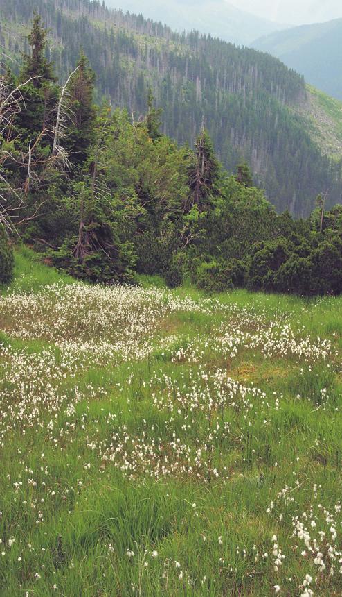 Vegetace slatinišť, přechodových rašelinišť a vrchovištních šlenků (Scheuchzerio palustris-caricetea nigrae) stanovištích v blízkosti vrchovištních komplexů se může vyskytnout ostřice bažinná (Carex